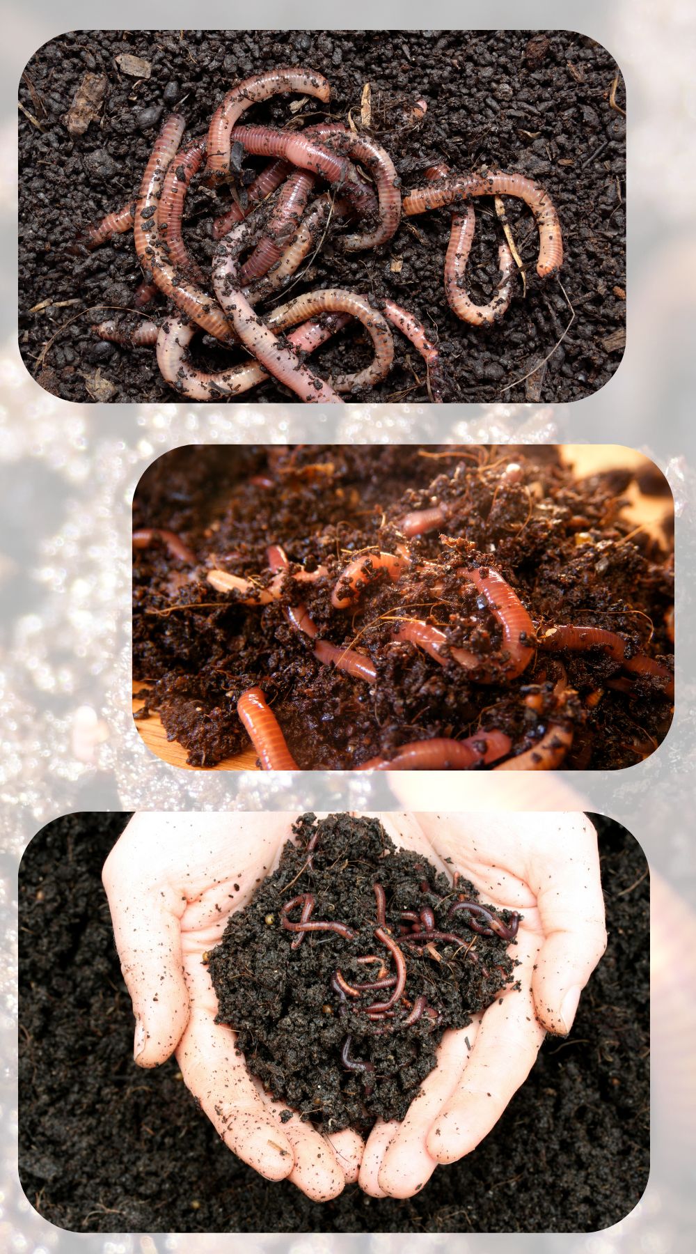 Vermi Compost Products